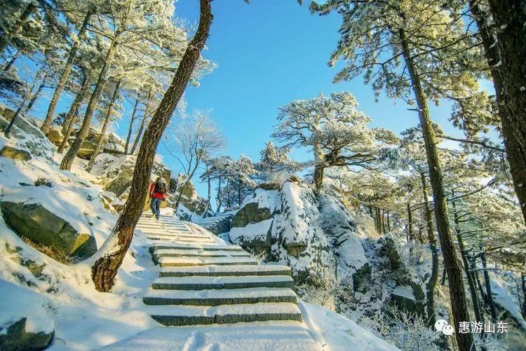 泰山银装素裹后石坞，雪松玉树赛仙境！