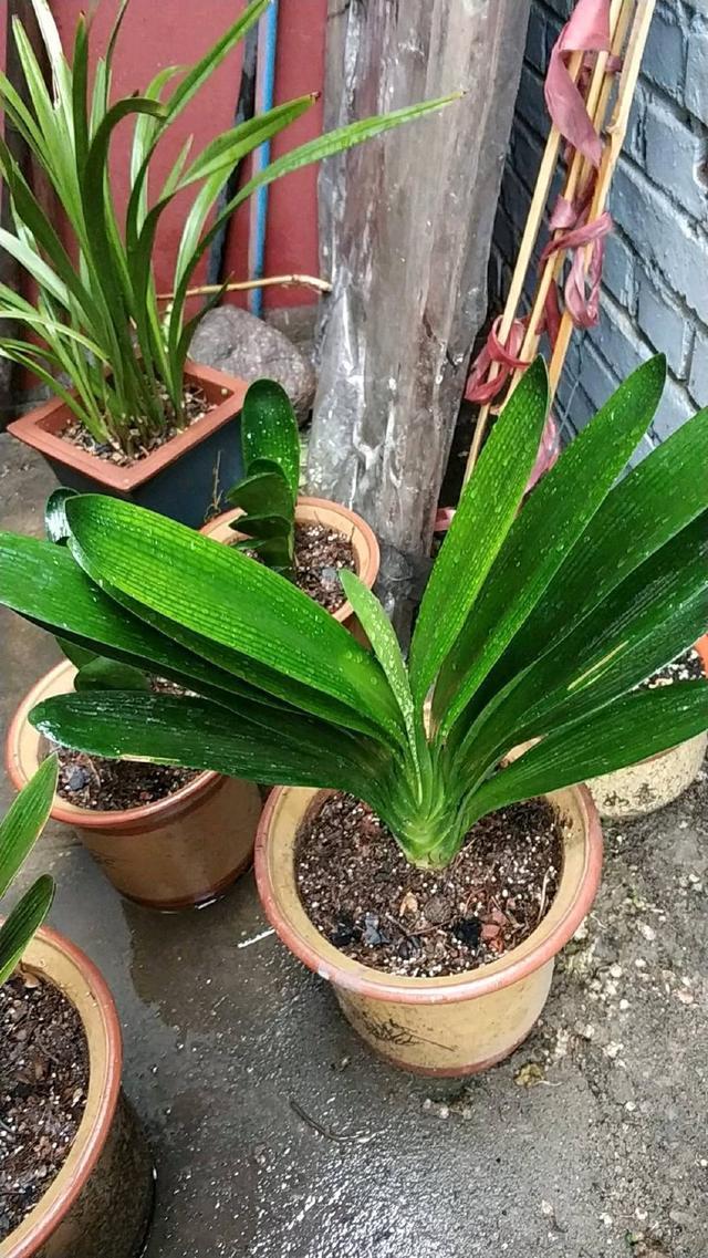 君子兰浇水4要点，掌握君子兰四季浇水技巧，开花爆盆不难