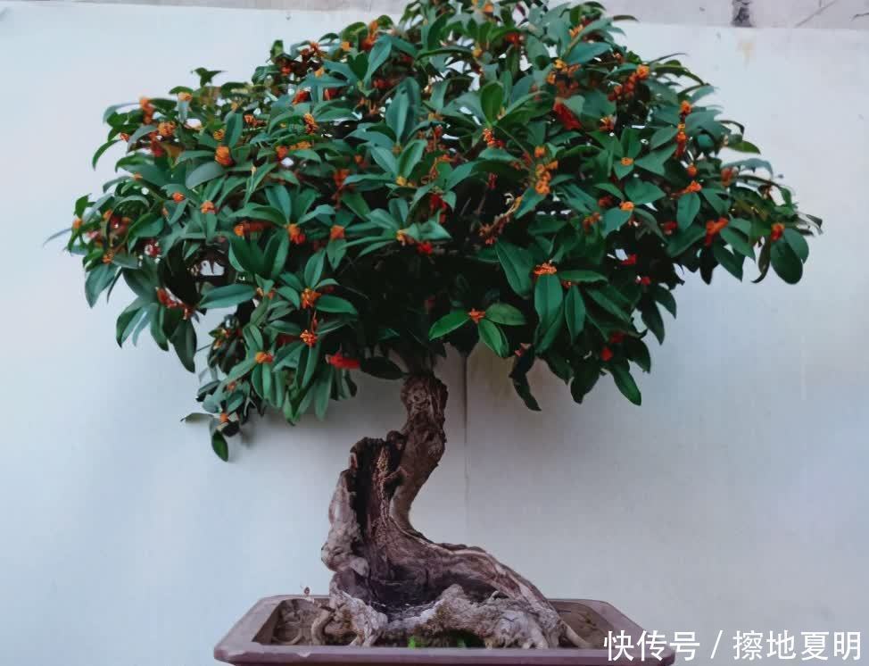 养桂花也需要技巧，掌握这些要点，才能四季油绿，开花香满屋