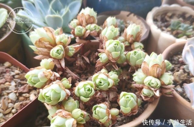 多肉植物|这5种多肉很难养,新手不敢碰,老手很小心,看看你家有没有!