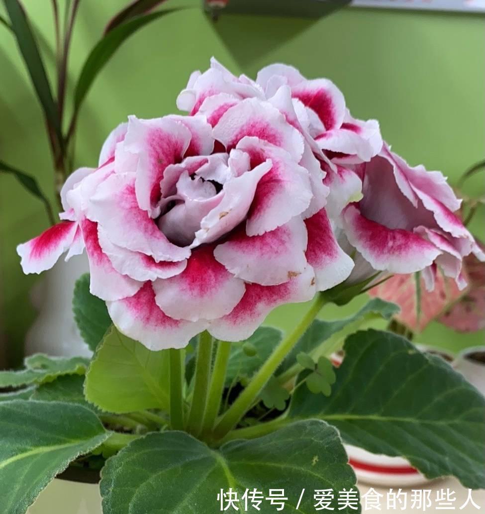 3种花,真的不怕寒冷,零度也能开花、很灿烂花很多特别美