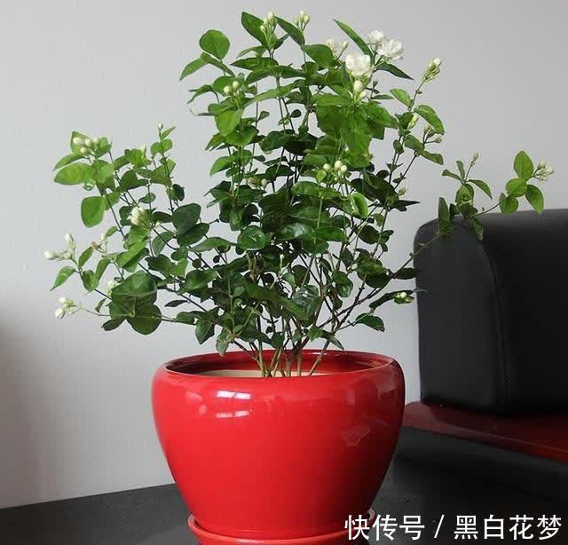 想要养好花,一把“剪刀”少不了,5种花剪的越狠,花开越爆