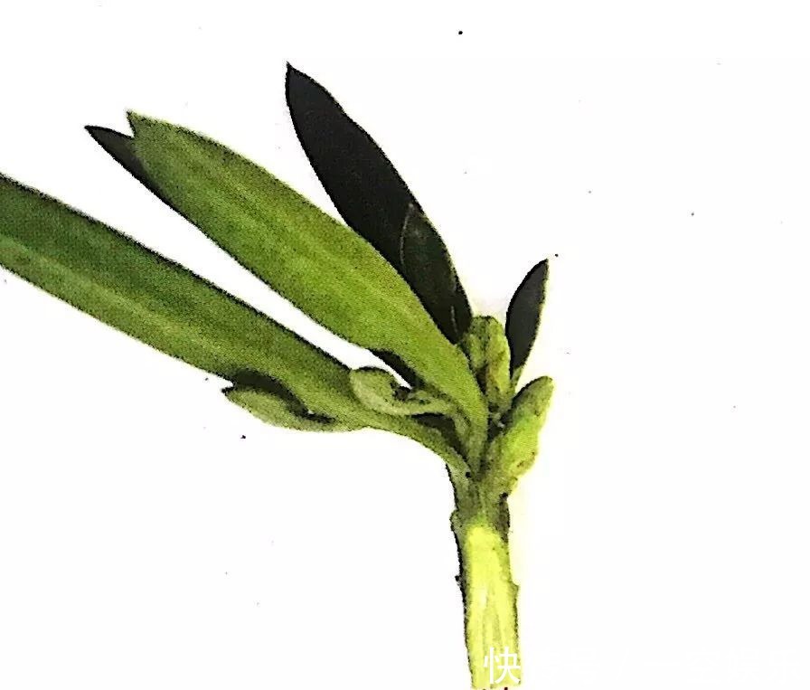 台友们|罗汉松芽接案例分享,台长教你玩出别出心裁的岭南盆景!