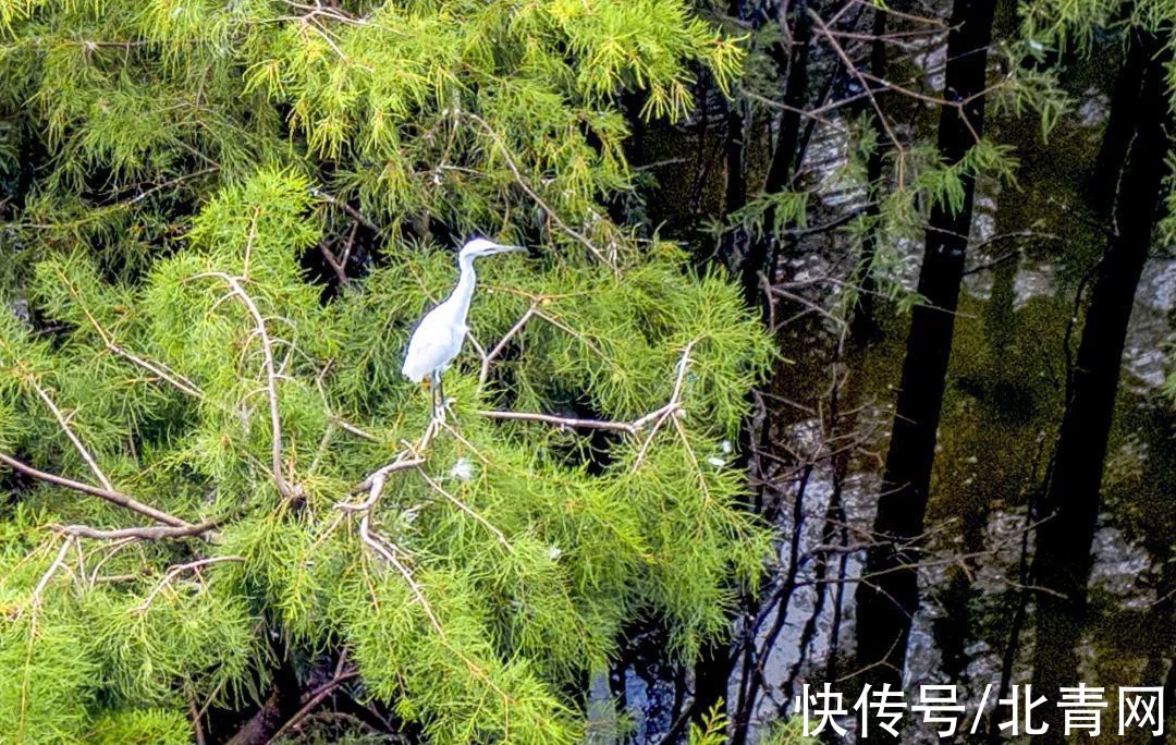 白鹭|小学生写信保住校园边“云间湿地”，一群叔叔阿姨动足脑筋……