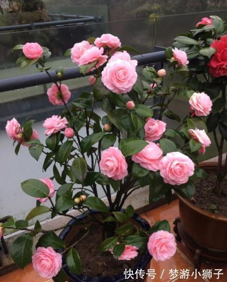 新手|新手养茶花,秋冬季节做好“2件事”,花量大开花久,忒美了