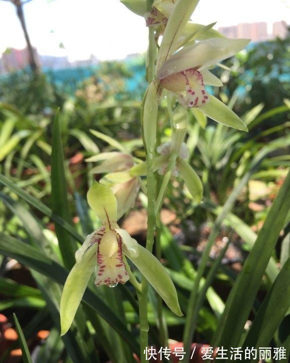 肥料|兰花需不需要施肥?什么时候施肥?用哪种肥料?1份清单看好了