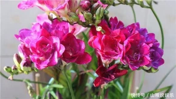 还在养绿萝家里养盆“香香花”,好看好闻,清香四溢精神好!