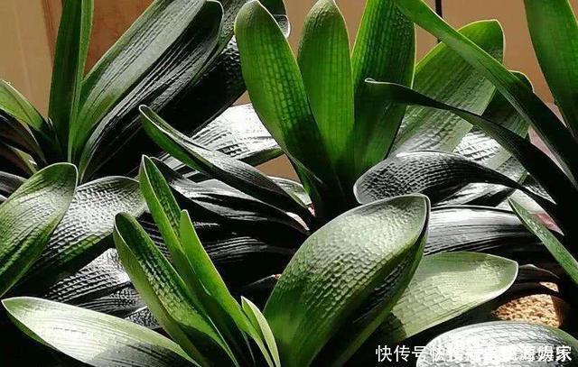 叶片|君子兰,不长叶子,不开花用上1个狠招,俩月花箭窜出来