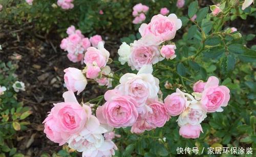 夏天|夏天养月季,4个误区及时了解,以免花花黄叶掉花苞