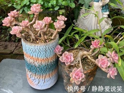 精致|红粉佳人悬崖桩、直立桩都漂亮,我更喜欢直立桩,像精致的艺术品