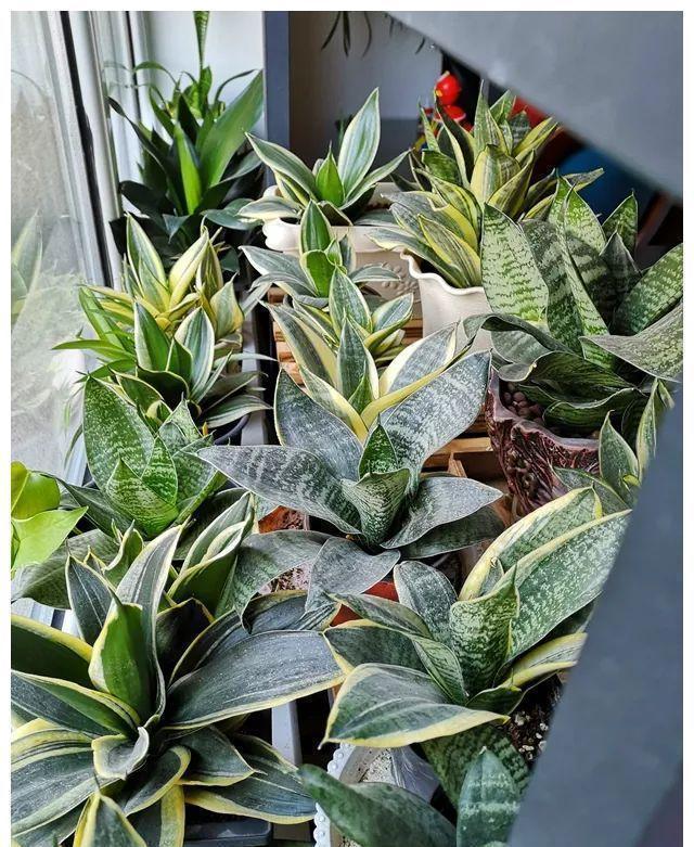 光照|养好虎皮兰,做对四个点,叶片硬挺长得高,满盆“虎芽”撑破盆