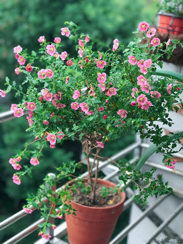 舒适|几种花吸甲醛很厉害，养上几盆，室内甲醛没了，生活更舒适！