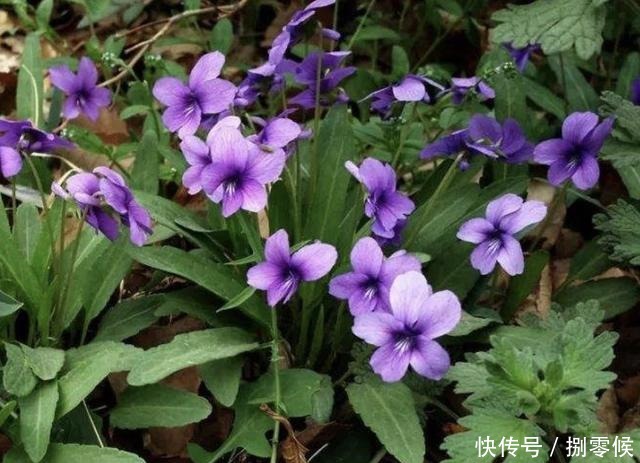 山坡下、树林里,生长着1种“紫花地丁”,少有人留意,却珍贵!