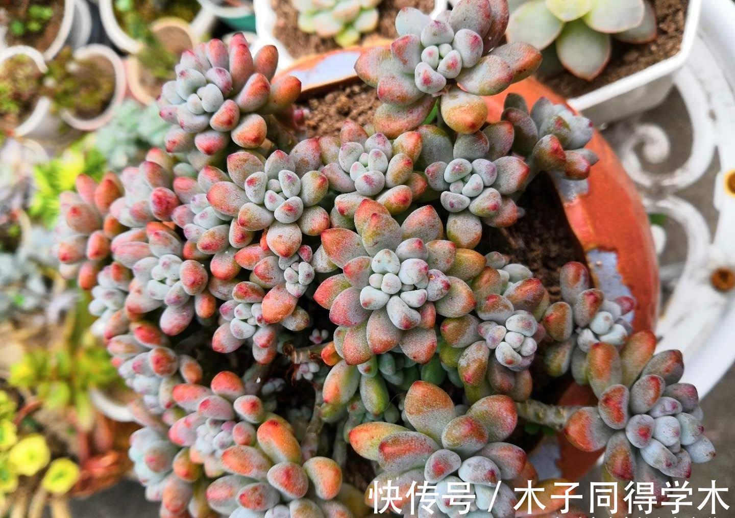 秋天|室内养的多肉立秋后改为露养，注意此5点，以免挂在秋天的门槛上