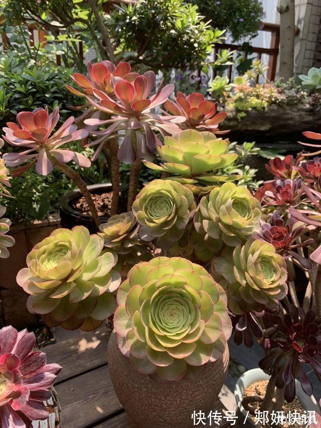 秋天多肉砍1刀，立马爆出一圈芽，1盆变10盆不花钱