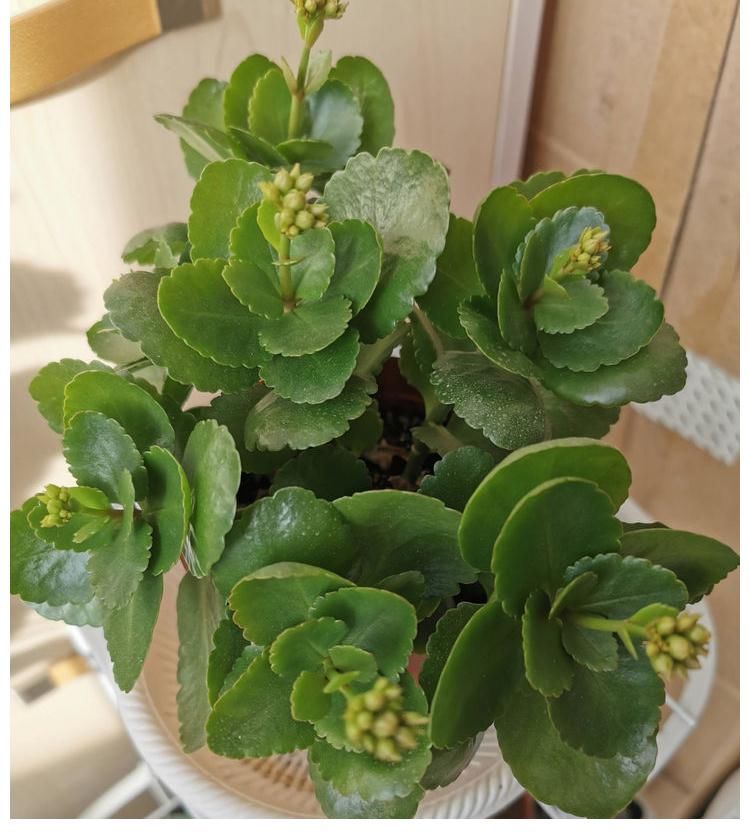 阳台上|冬季养长寿花,记住2点,叶肥厚油绿、花苞多花色美、灿烂盛开