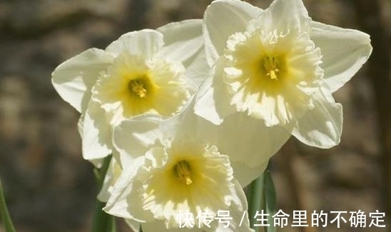 叶子|农历10月25小雪后,养什么花?以下3种花,寓意生活如意幸福快乐