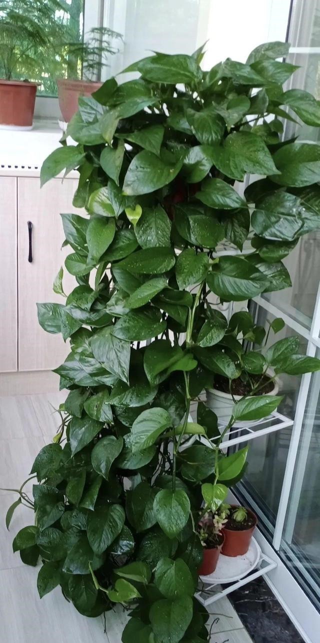 1米7的天竺葵,开花成瀑布,太震撼了!