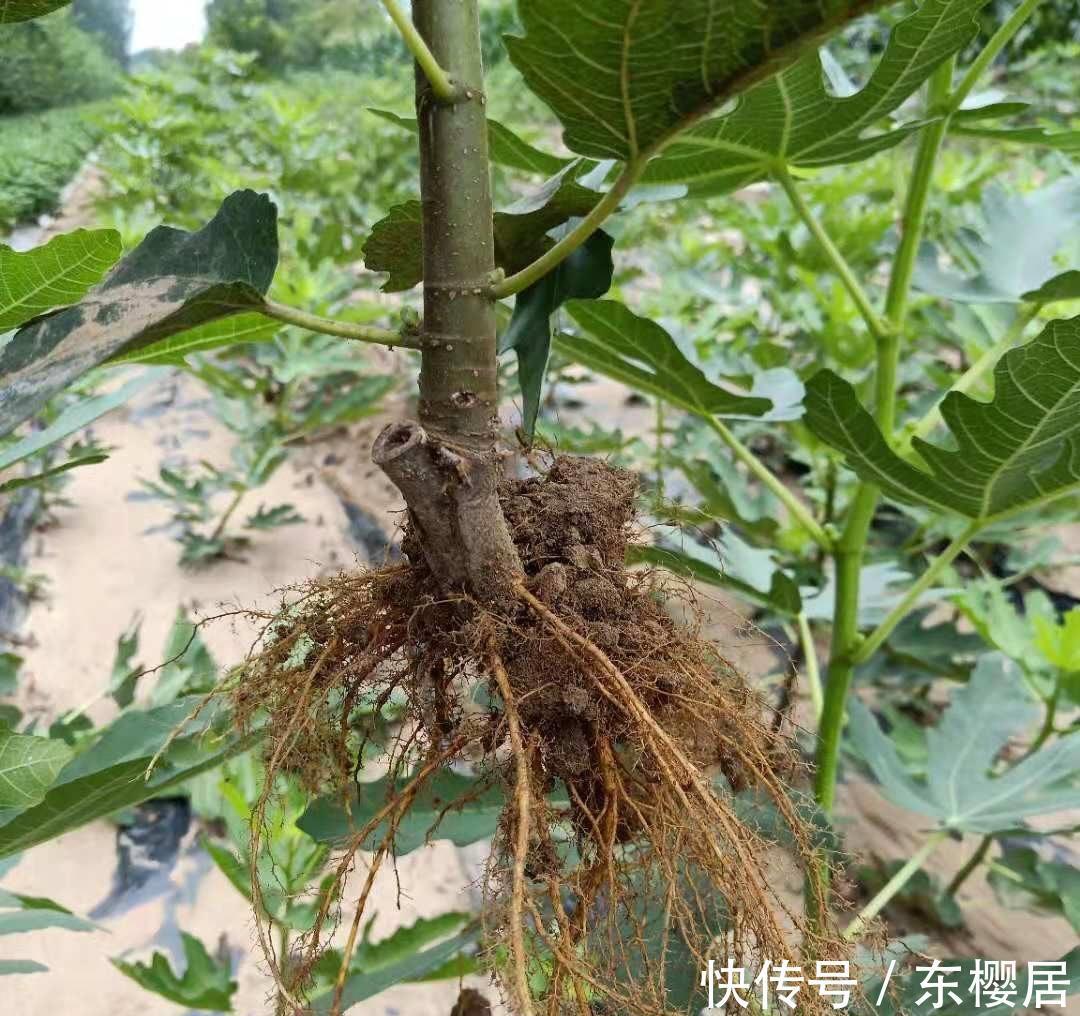 高压|扦插无花果,2种“技巧”,15天生根成活,果实累累,甜又糯