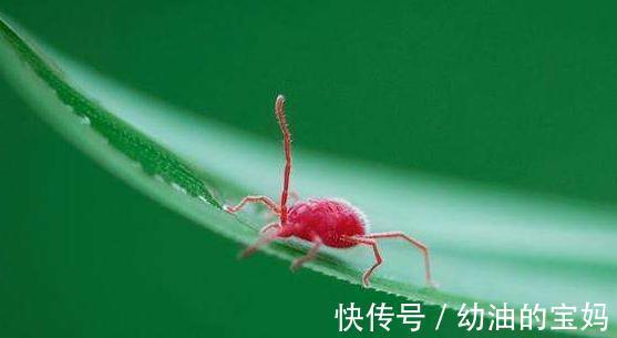 养月季,该死的红蜘蛛又来了,消灭方法全在这里