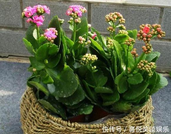 养花缺少磷钾肥学会自制技巧,往花盆里放一点养啥植物都旺