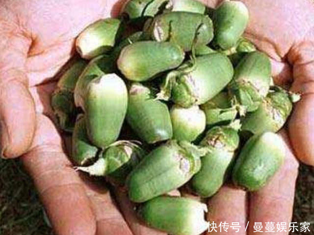 青枣|有种水果不要再让孩子吃,尤其是第二种,老公也要管住嘴!