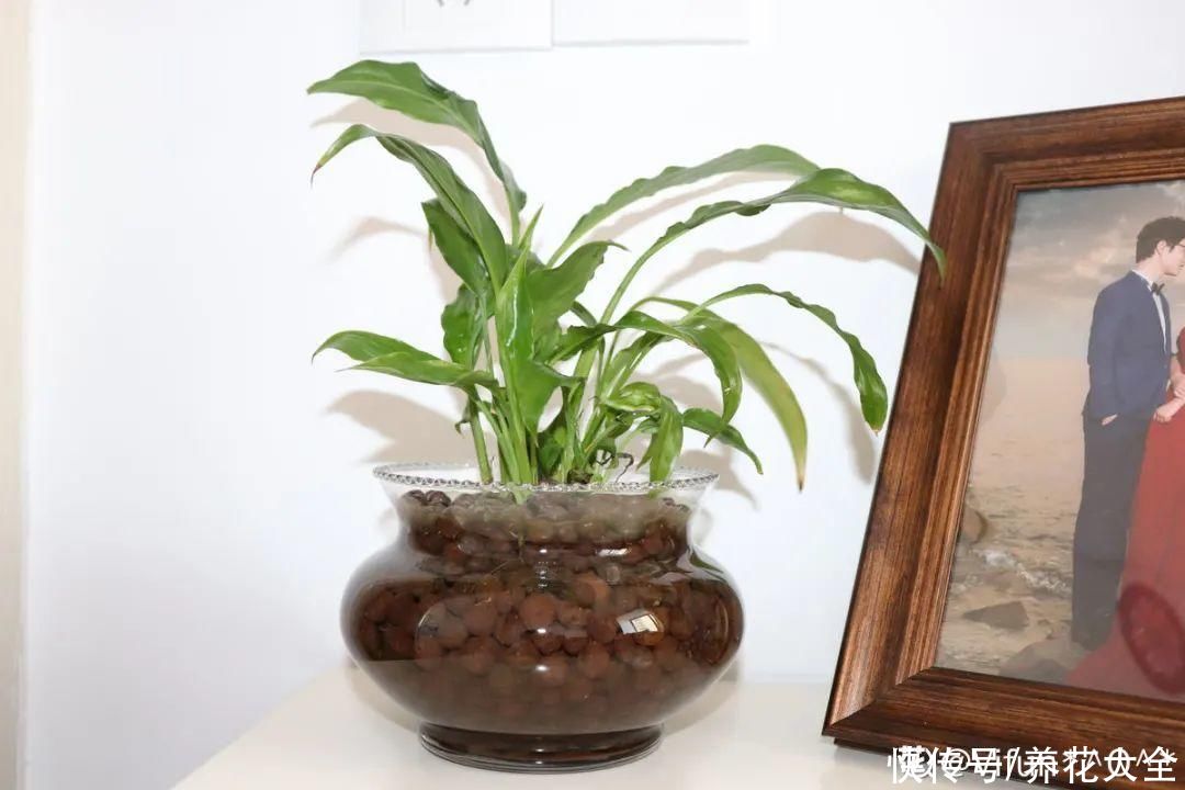 蝴蝶兰|7种花，立秋后换盆，秋冬才能越养越好