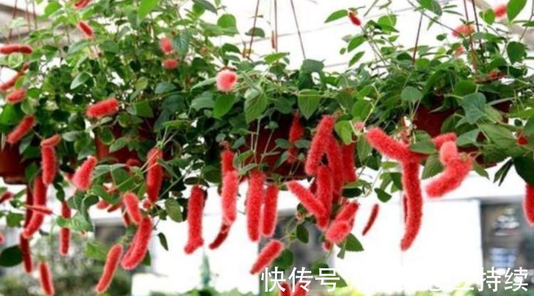 长寿花|悄悄告诉你，4种花超漂亮，花朵大花期长，比牡丹还美