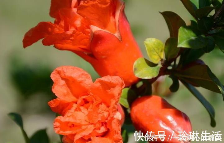 高血压|4种茶,是大自然良好的“降压方”,高血压患者可坚持喝点