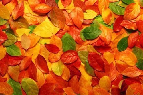 教科书明明写着是“粉身碎骨”,为什么诗词大会认为是错的