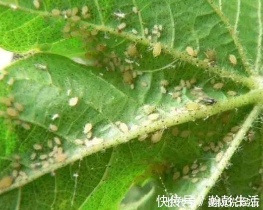 花盆里撒点料，花草再也不长虫，盆栽枝繁叶绿花又多！