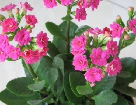 亲爱的|盆里加点“它”,长寿花叶子肥厚,呼呼窜花蕾,一年多开3、4次