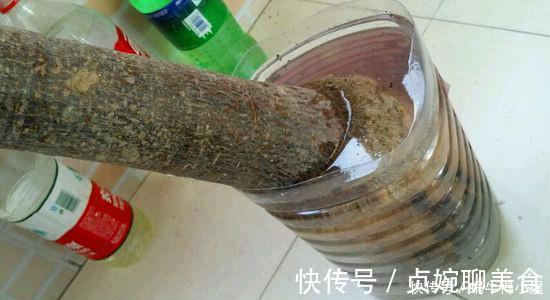 神奇的生根水，让各种半死不活的花卉瞬间长根，附生根水自制方法