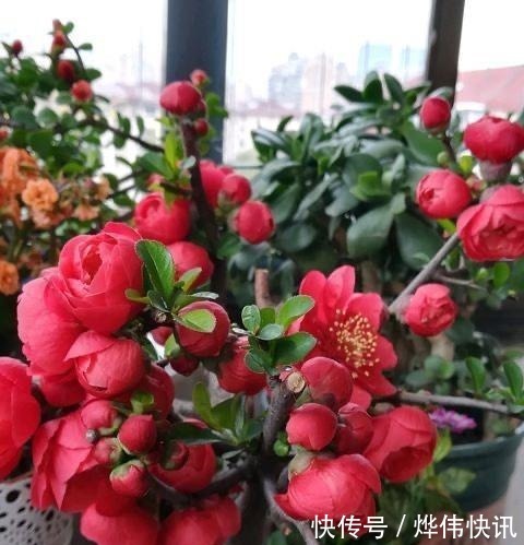 一种花叫“木瓜”，耐寒好养，开花漂亮，春季开满枝，比玫瑰美