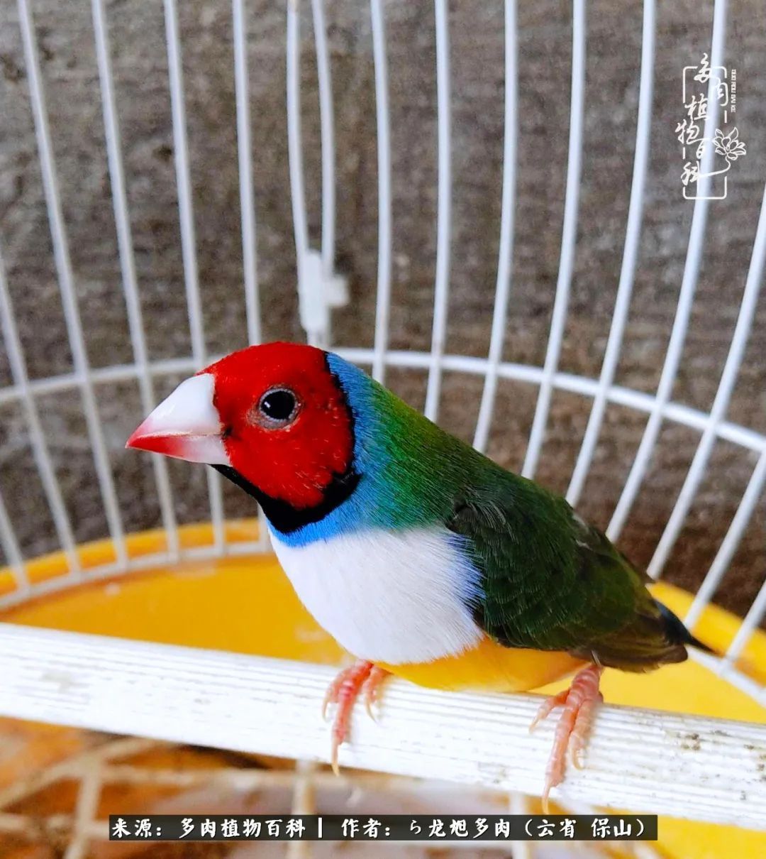 叶片|美了，美了！当秋天的风吹向你我的多肉！