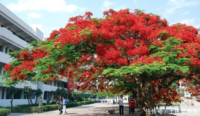 这7种树最能出效果,一旦花开就是人间仙境,花期最长可达半年!