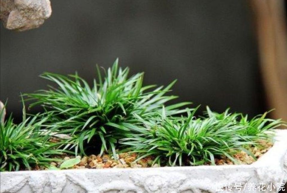 3种普通的“小草”,也能养成美观小盆景,精致小巧生机盎然