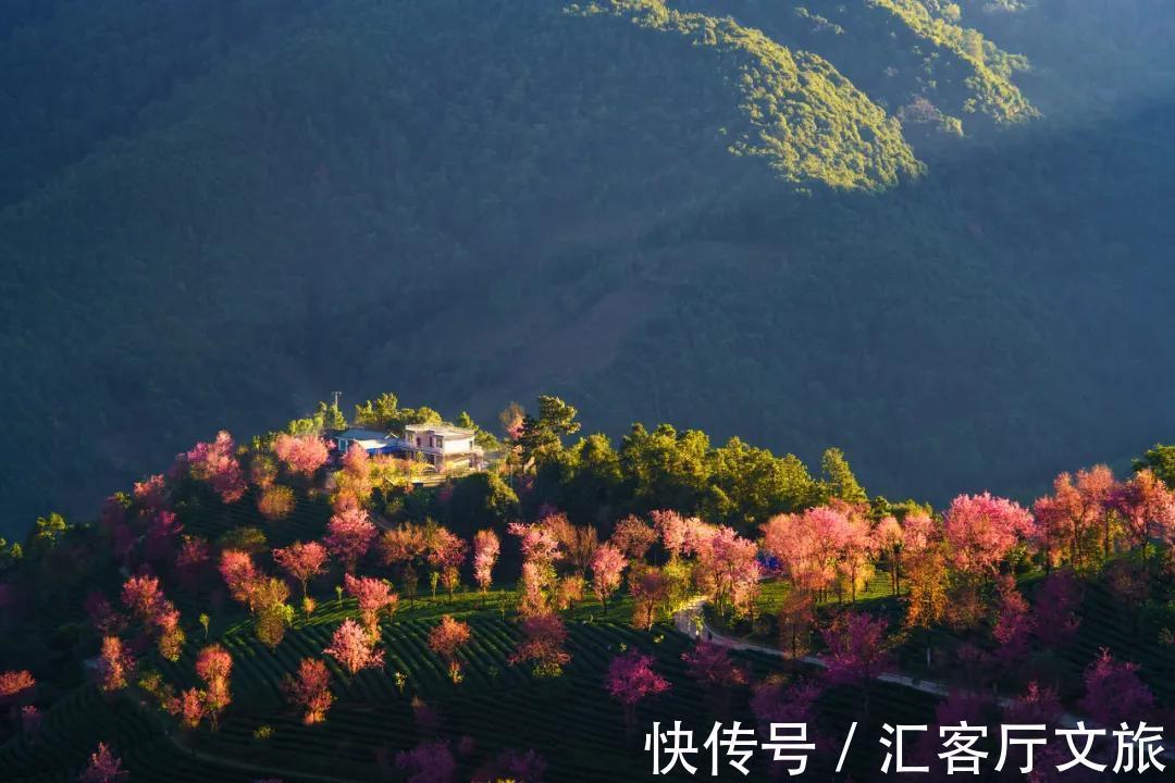 樱花|无量山，云南冬日里一场限定的浪漫！