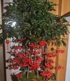 4种“招财花”，喜不喜欢都要养，家里放一盆，财运自己送上门