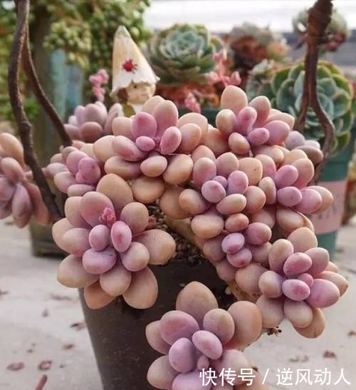 肉友钟爱的6款多肉,最后一种再喜欢也别买,黑腐烂根养不好!