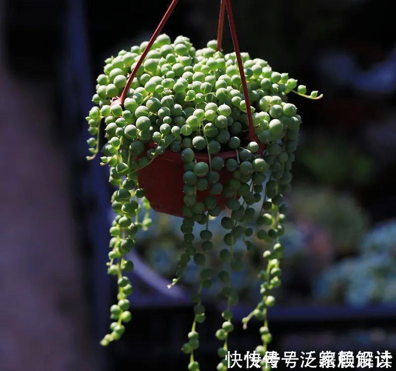 多肉吊兰样式多到你挑花眼,颜色状态是各不相同,看看你认识几个