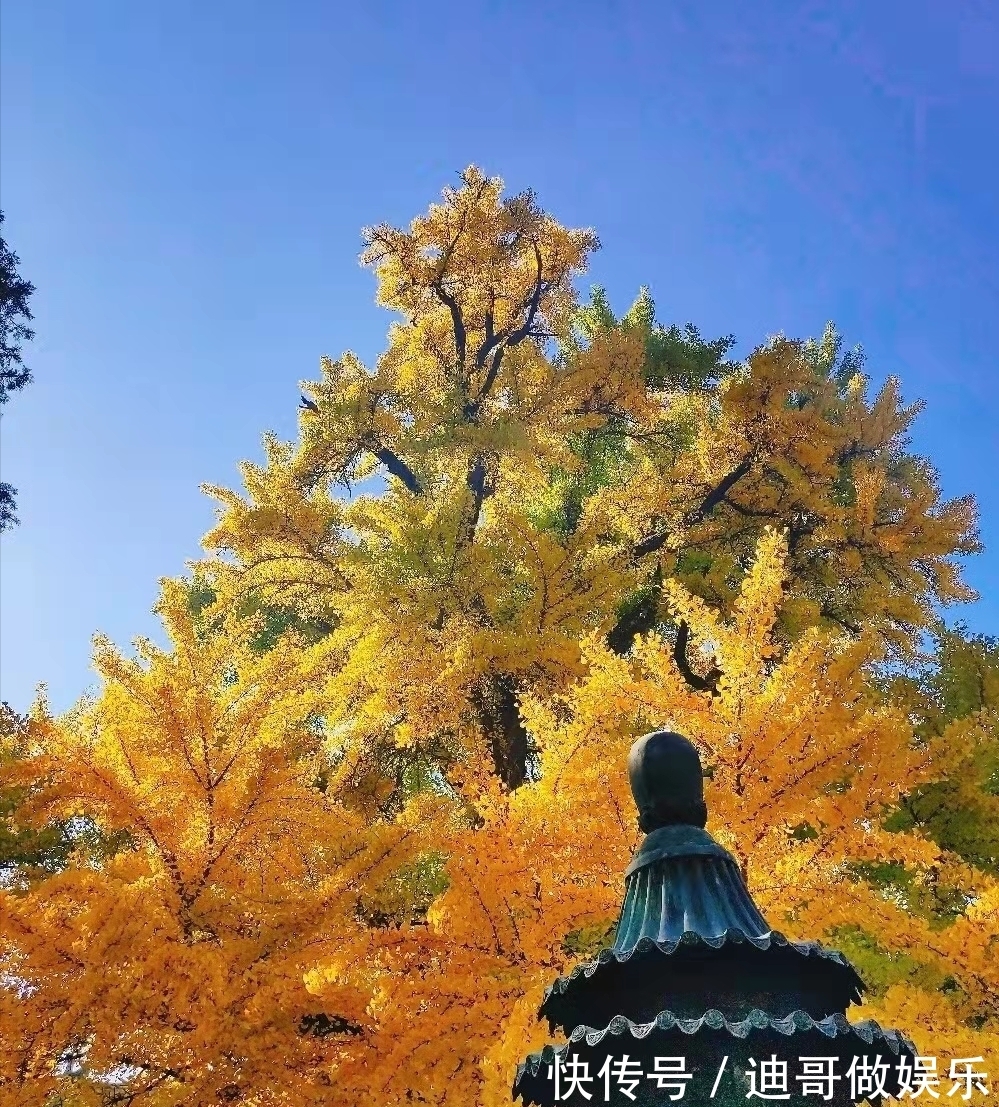 红螺寺|北京银杏美学巅峰：红螺寺千年雌雄银杏树！赏秋与祈福两不误！