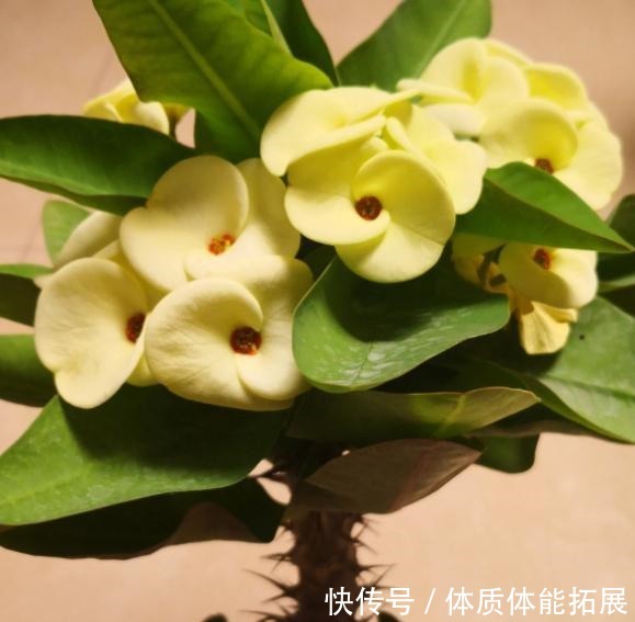 不喜欢太折腾,就养3种花吧,不管天气如何多变,都能长得旺!