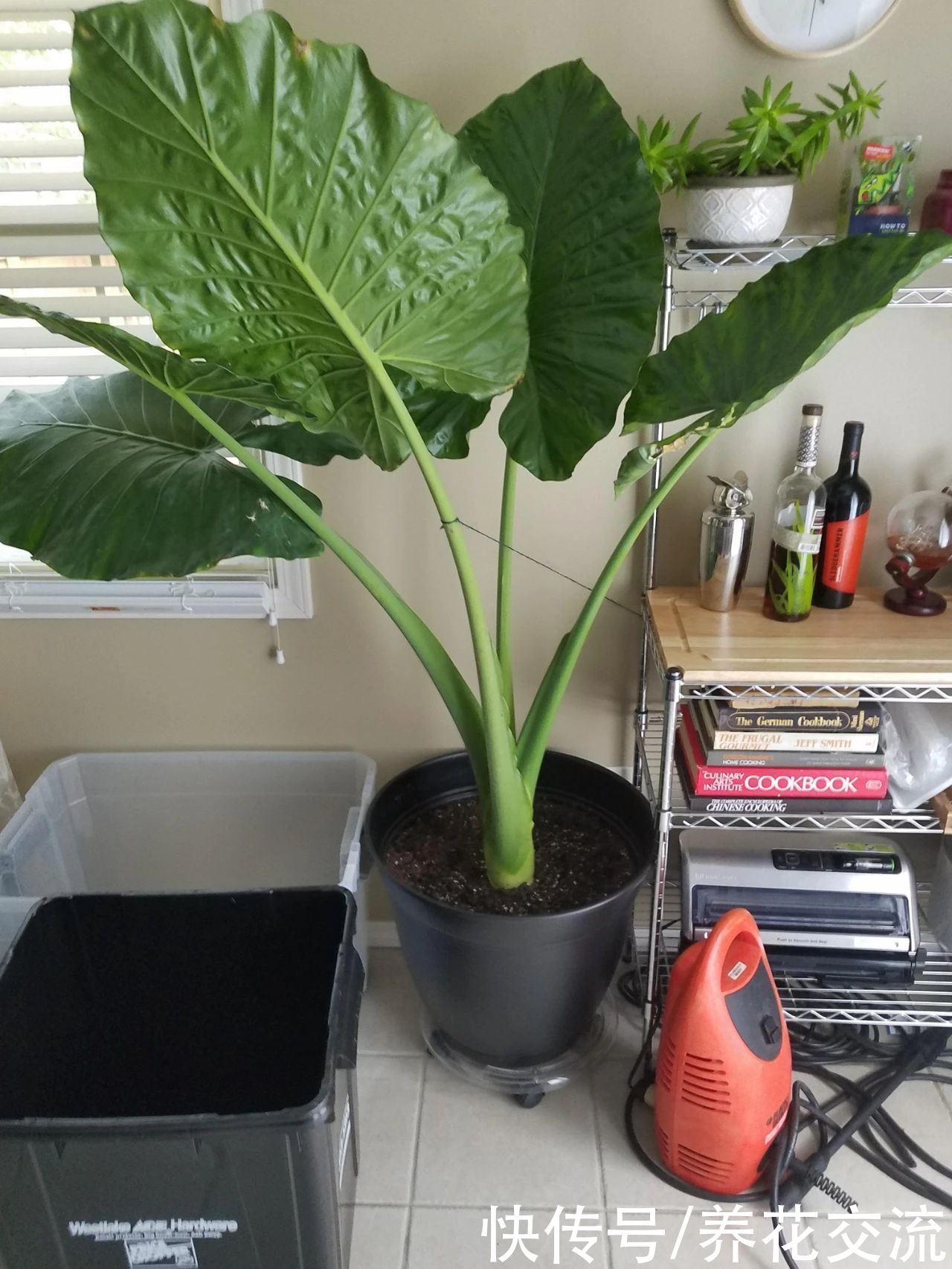 叶子|10多块一块象耳芋大块茎，快速养成室内大型观叶植物