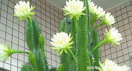 光照|龙骨还能开花养护注意这些要点,开花惊奇美艳,花团锦簇,超美