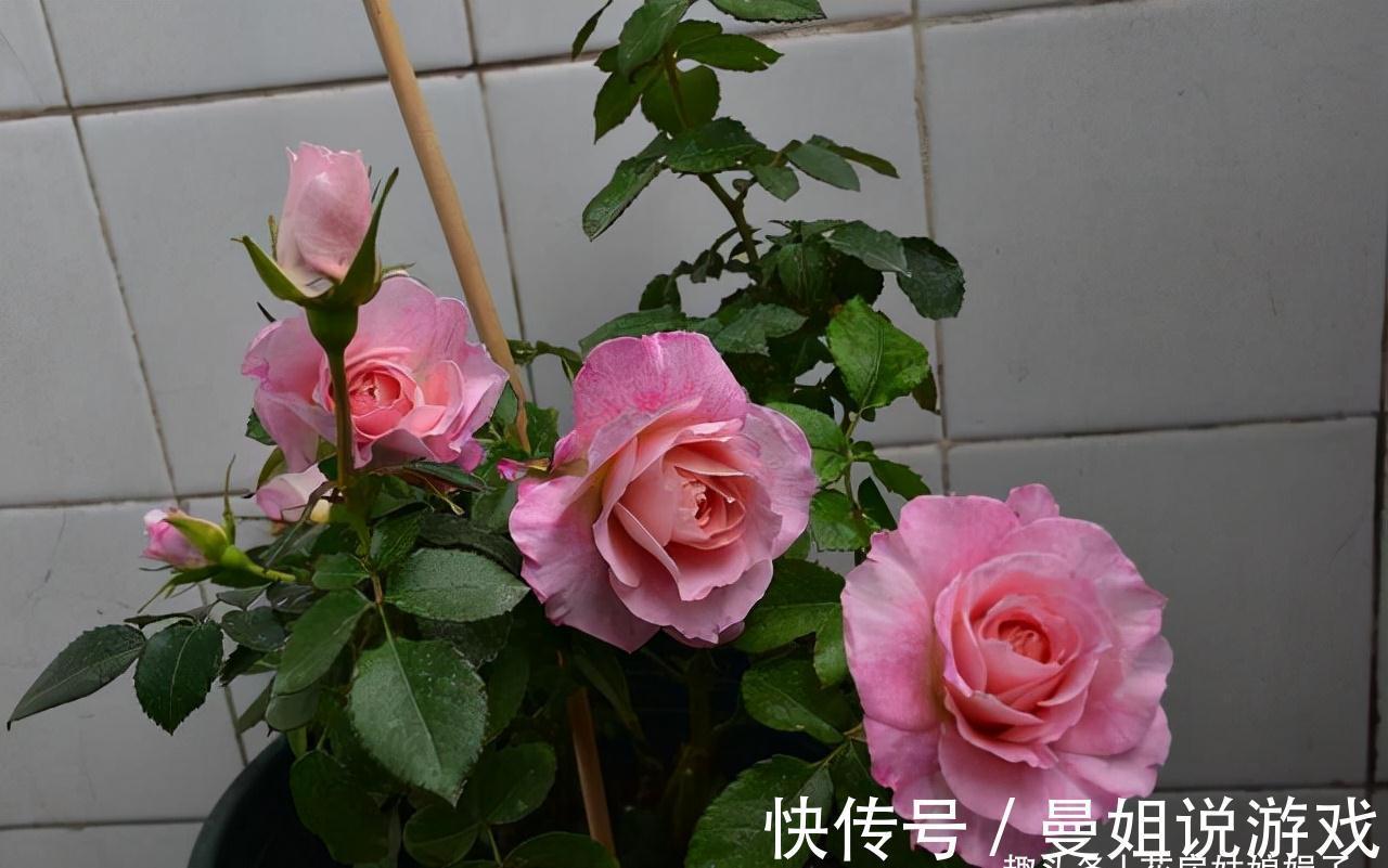 值得入手的11种月季,漂亮又好养,四季开花不断,阳台秒变花园