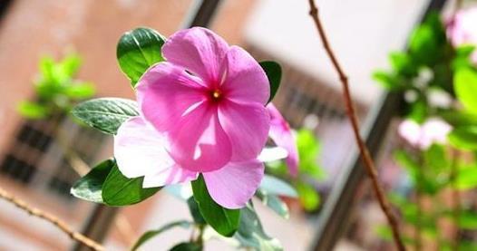 花卉|5种花期长的花卉,被称为花界“劳模”,养上几盆,好养易开花!