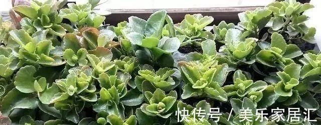 长寿花这样剪,插花盆里30天后,阳台装不下