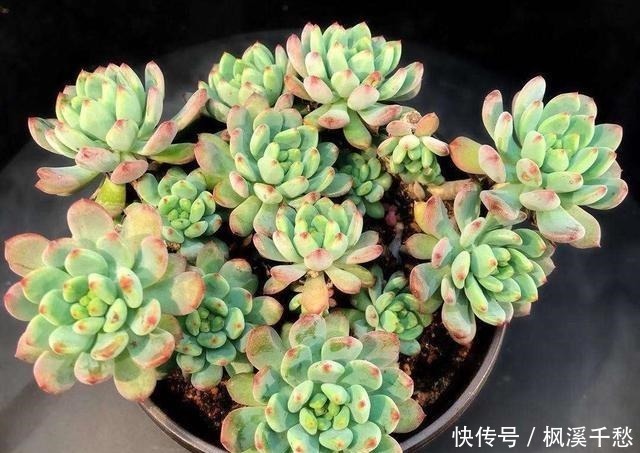 群生|容易群生的3种“多肉”,侧芽多繁殖快,颜色美,一年长到一大盆!