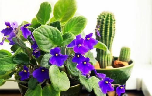 意定期补充|7种浪漫的紫色盆栽观赏植物,叶片比花朵还要好看